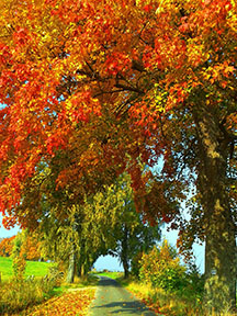 Fall scene